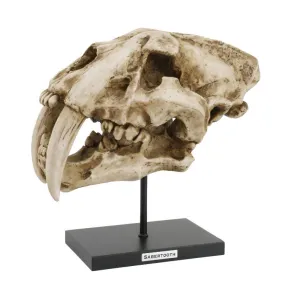 12.5" Sabertooth Skull on Stand Statue