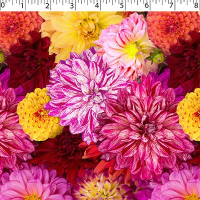 FLOWER FIELDS - DAHLIA